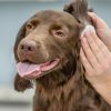 Como limpar a orelha de cachorro?
