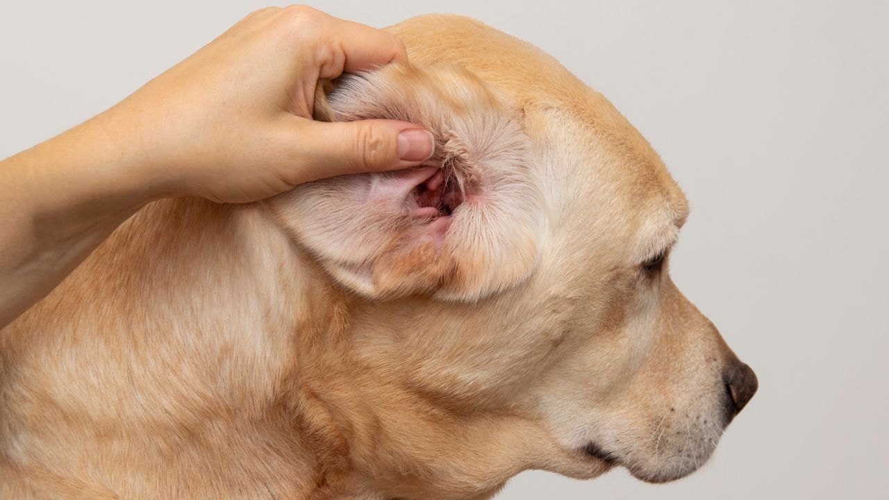 As orelhas dos cães precisam de cuidados especiais