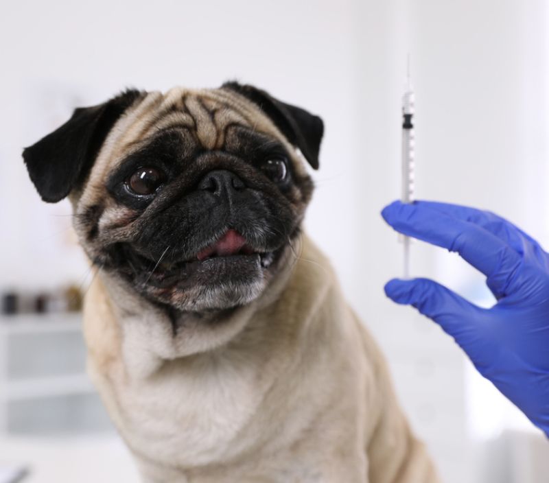 Vacinar seu amigo torna o passeio mais seguro para todos os pets
