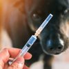 Conheça doenças, além da raiva canina, que podem ser evitadas por meio da vacinação