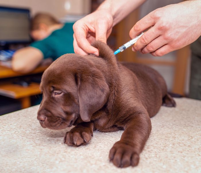 Várias doenças caninas podem ser evitadas por meio das vacinas