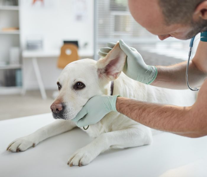 Ao desconfiar que o seu animal tem perda sensorial, consulte um veterinário