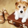 Para viajar com pets, é necessário seguir algumas recomendações
