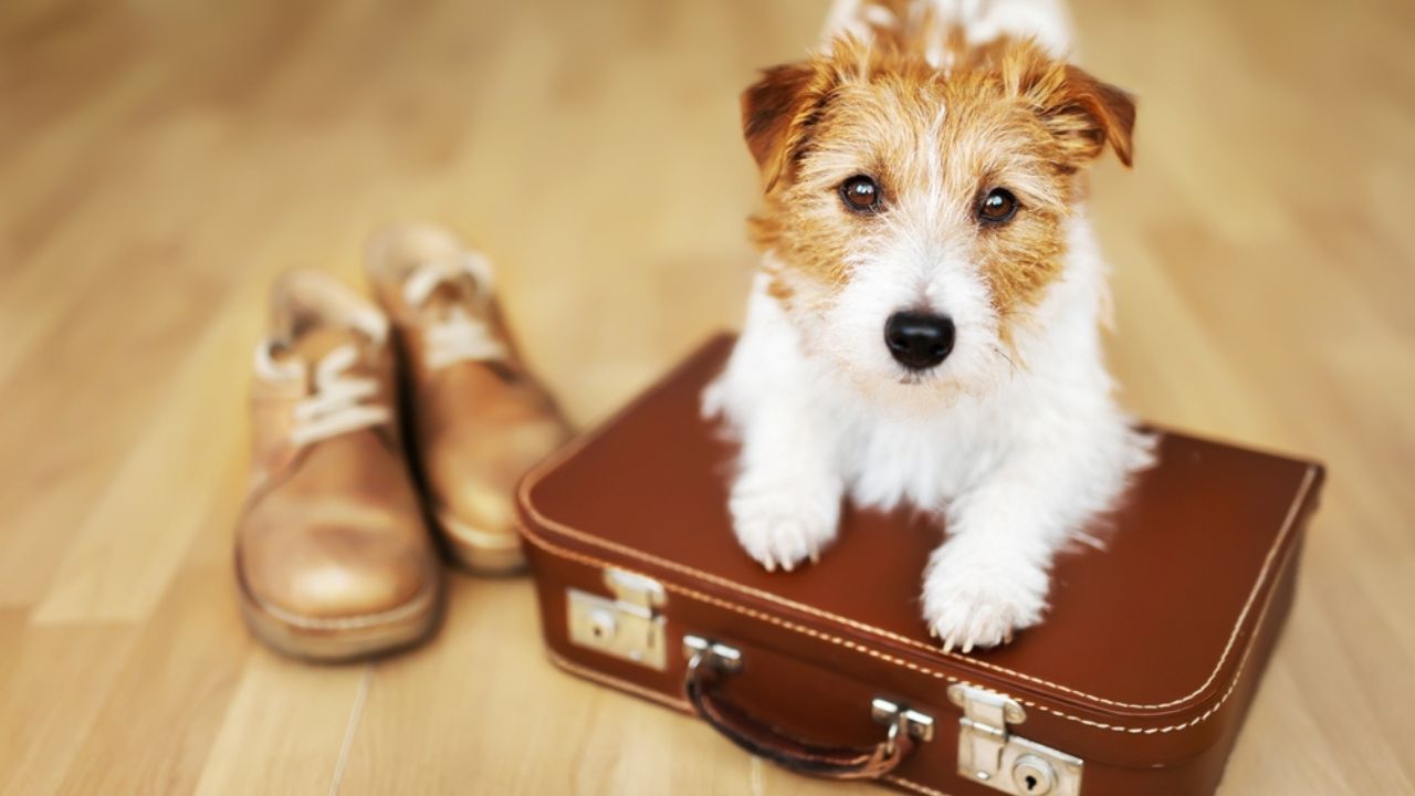 Para viajar com pets, é necessário seguir algumas recomendações