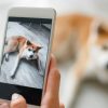 Adoção de animais: conheça 6 sites para adotar um pet online