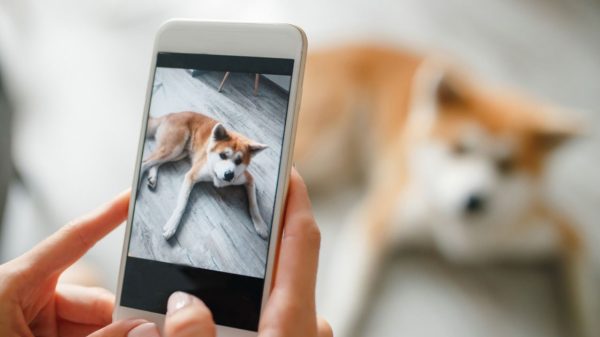 Adoção de animais: conheça 6 sites para adotar um pet online