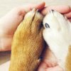 Nesse Dia Mundial dos Animais, veja alguns cuidados necessários com os pets