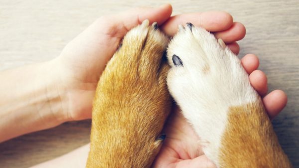 Nesse Dia Mundial dos Animais, veja alguns cuidados necessários com os pets