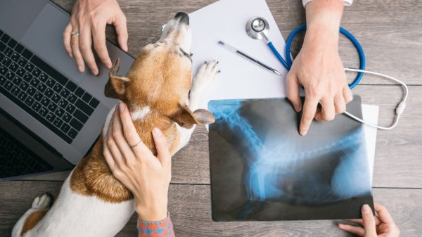 Cães com doenças articulares exigem certos cuidados diferenciados