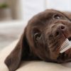 A escovação de dentes em pets precisa ser estimulada desde filhote