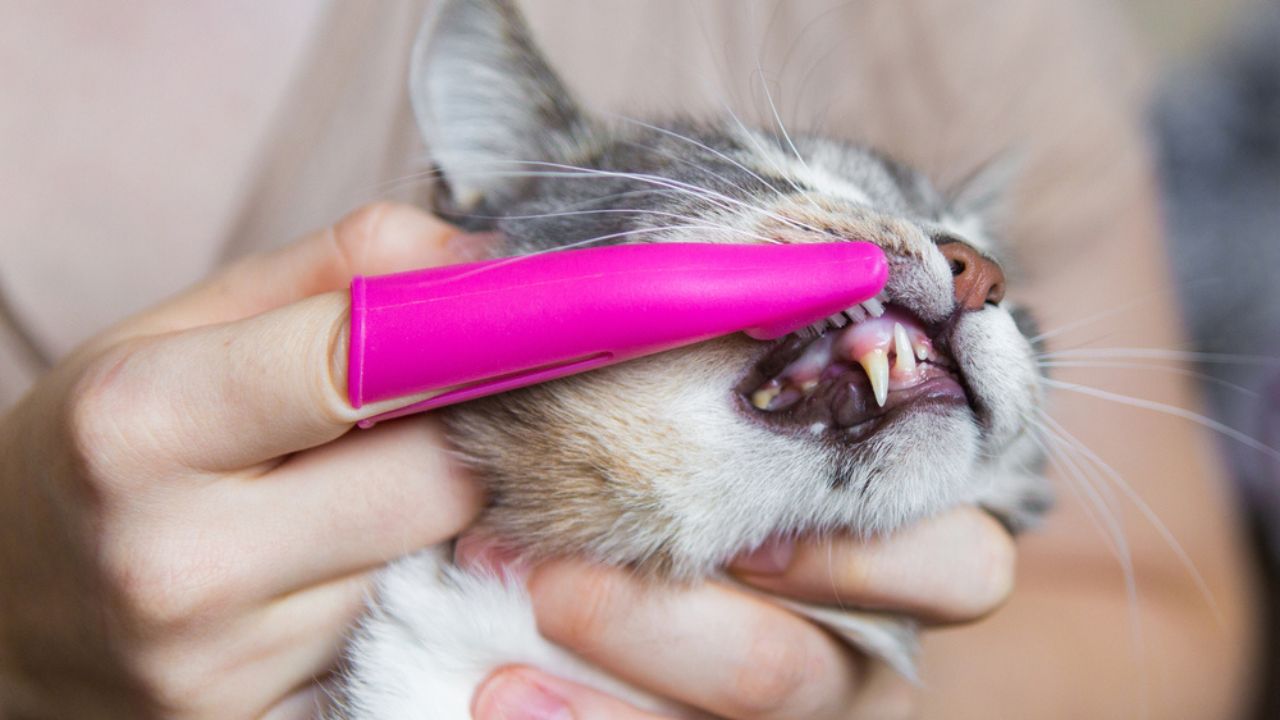 O mau hálito pode ser um sinal de alerta para a doenças periodontais em pets