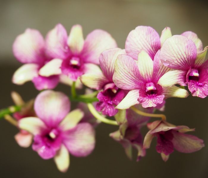 A orquídea é a flor perfeita para o signo de Libra