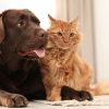 Gatos ou cachorros: saiba qual escolher antes de adotar