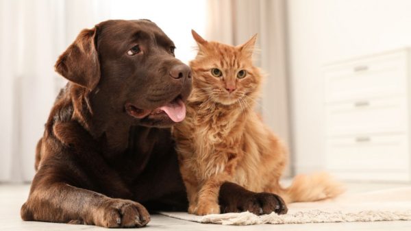 Gatos ou cachorros: saiba qual escolher antes de adotar