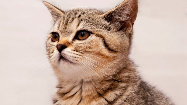 Gatos conseguem saber quando estão sendo chamados e podem ignorar de propósito