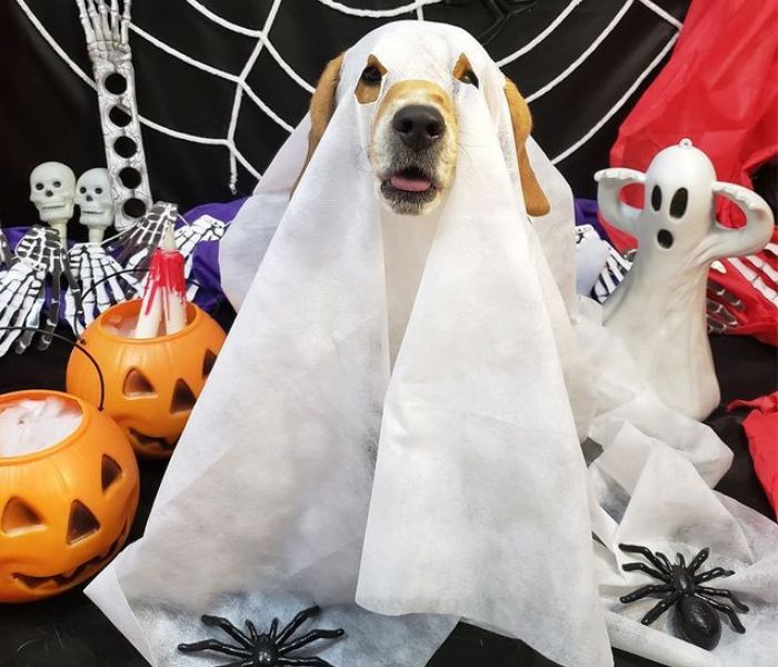 A fantasia de fantasma é uma das mais escolhidas para o Halloween pet