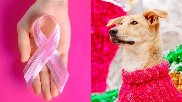 O Outubro Rosa também é um bom momento para se conscientizar sobre o câncer de mama em pets