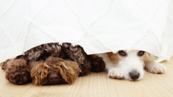 Saiba como ajudar seus cães a lidarem com a ansiedade de separação