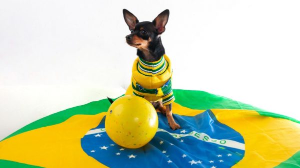 Em clima de Copa do Mundo, conheça alguns cachorros clubistas que amam seus times