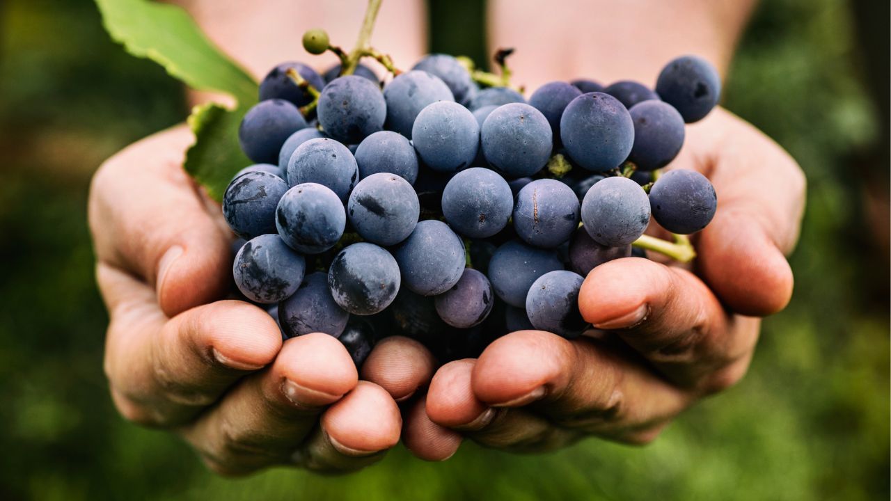 Os amantes das uvas vão adorar essas receitas!