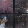 Os fogos de artifício podem prejudicar os cães; veja o que fazer
