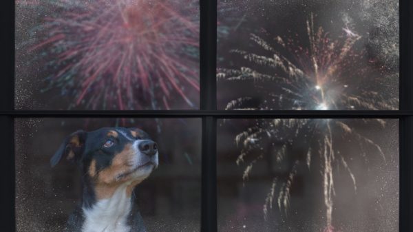 Os fogos de artifício podem prejudicar os cães; veja o que fazer
