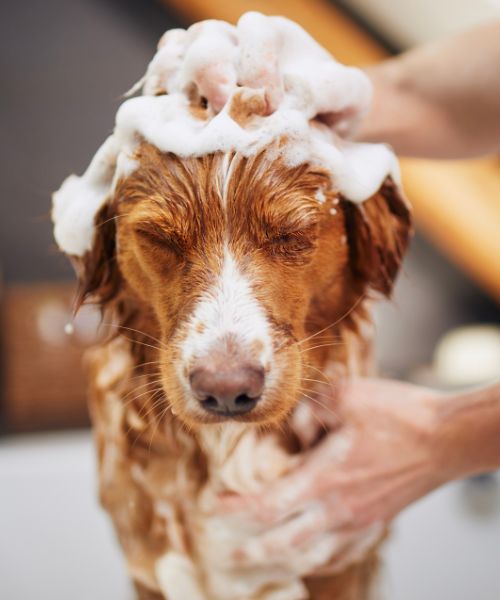 Cuidado com o banho e tosa dos pets no verão