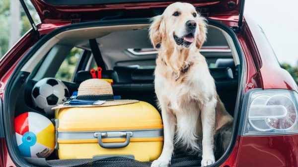 Confira agora os cuidados necessários na hora de viajar com os pets nessas férias