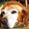 Conheça agora quais problemas de saúde podem afetar cães idosos