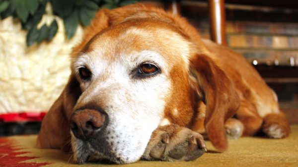 Conheça agora quais problemas de saúde podem afetar cães idosos