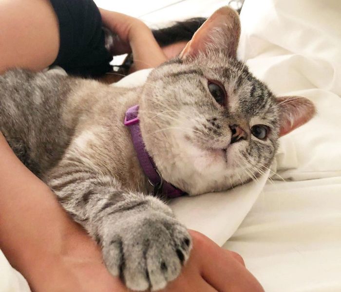 Nala foi resgatada de um abrigo antes de se tornar a gata mais rica do mundo