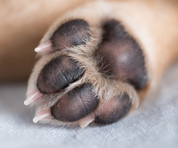 As "almofadinhas" das patas dos pets são bem sensíveis ao calor