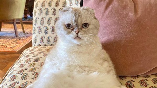 Olivia Benson, gatinha de Taylor Swift faz parte da lista de pets mais ricos do mundo