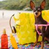 Pets precisam de cuidados especiais durante a estação mais quente do ano