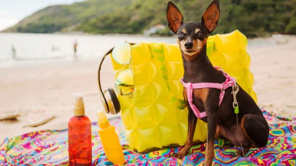 Pets precisam de cuidados especiais durante a estação mais quente do ano
