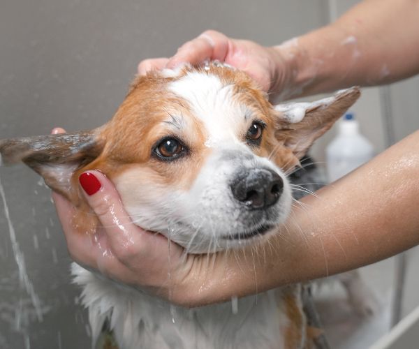 Os banhos podem ajudar muito no bem-estar dos cães no verão