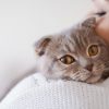 Doenças de gatos: saiba quais são as mais comuns e como evitá-las