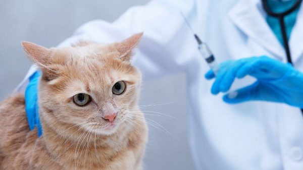 A vacinação dos pets é extremamente importante para a sua saúde