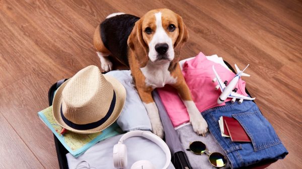 Viajar com os pets requer alguns cuidados especiais