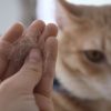 Gatos podem vomitar bolas de pelo com frequência