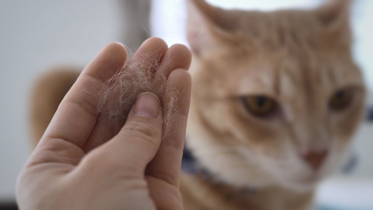 Gatos podem vomitar bolas de pelo com frequência