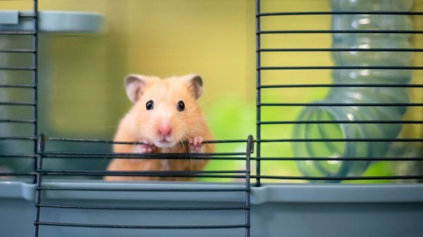 Mesmo sendo pequenos, os hamsters demandam bastante cuidado