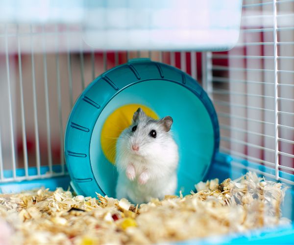 Uma gaiola limpinha e com os acessórios necessários é muito importante para o bem-estar de um hamster