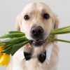 Março Amarelo é uma campanha de conscientização sobre as doenças renais nos pets