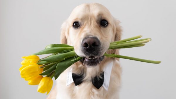 Março Amarelo é uma campanha de conscientização sobre as doenças renais nos pets