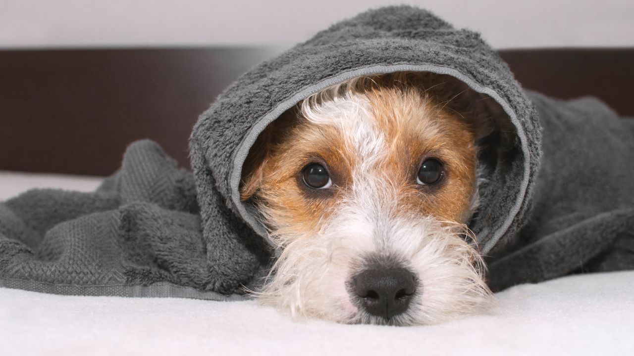 Saiba como manter seu pet higienizado no frio sem causar desconforto
