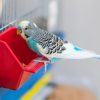 A alimentação das aves domésticas precisa de tanta atenção quanto a de qualquer outro pet