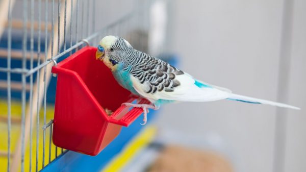 A alimentação das aves domésticas precisa de tanta atenção quanto a de qualquer outro pet