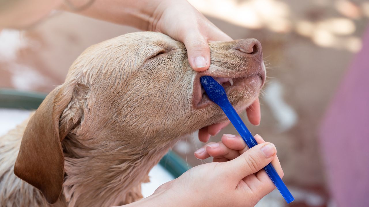 A escovação é importante para prevenir a periodontite em cães