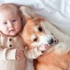 Ter uma boa relação com o novo bebê é muito bom para o pet, porém pode ser difícil se algumas atitudes não forem tomadas